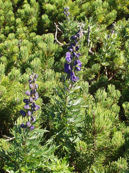 monkshood / Aconitum napellus: _Aconitum napellus_ has deep blue flowers, with the upper sepal about as high as wide.