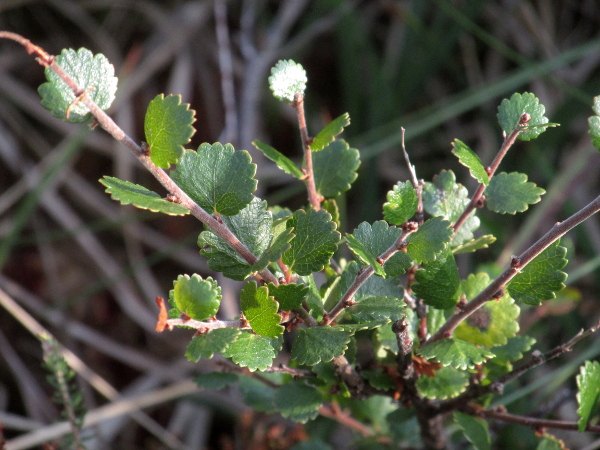 dwarf birch / Betula nana