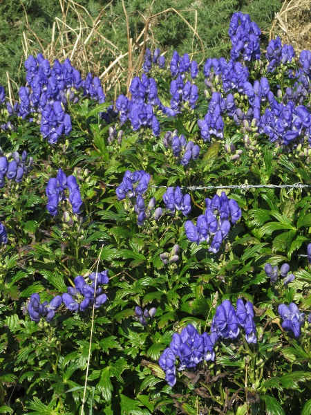 hybrid monkshood / Aconitum × stoerkianum: The shape of the upper sepal gives species in the genus the name ‘monk’s hood’.