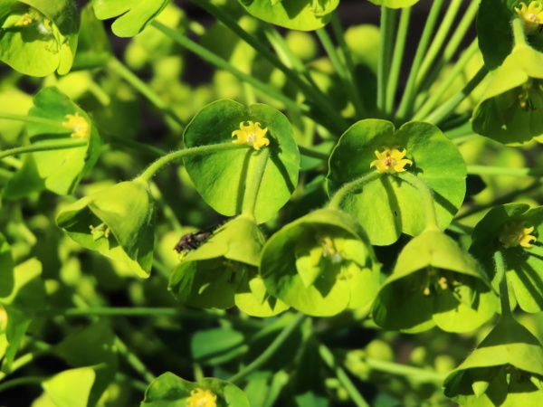 Mediterranean spurge / Euphorbia characias: Like _Euphorbia amygdaloides_, _Euphorbia characias_ has its bracts fused together, concave and pointed glands, and hairy stems.