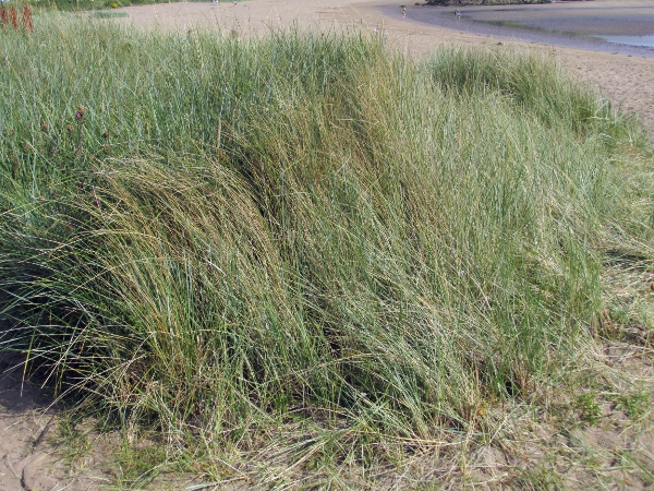 Lyme grass / Leymus arenarius