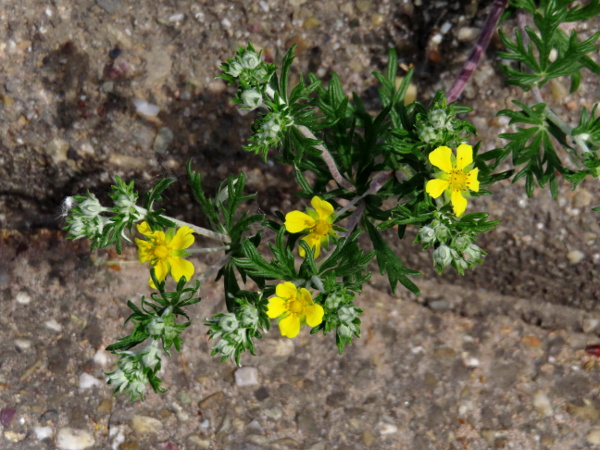 hoary cinquefoil / Potentilla argentea: _Potentilla argentea_ is a declining perennial found on sandy ground at sites scattered across Great Britain, especially in East Anglia.