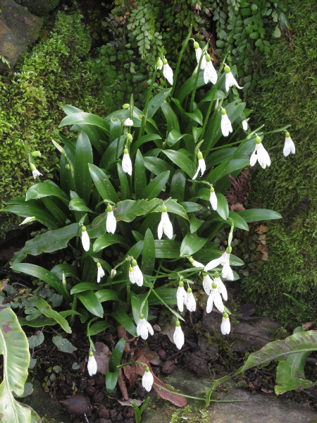 green snowdrop / Galanthus woronowii