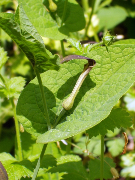 smearwort / Aristolochia rotunda