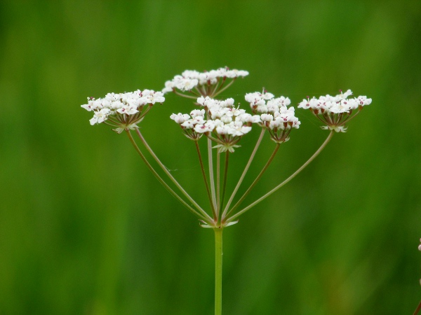 whorled caraway / Trocdaris verticillata: _Trocdaris verticillata_ grows in unimproved acidic grassland in south-western England, south-western Wales, south-western Scotland, the Isle of Man and northern and western parts of Ireland; it has patent bracts and bracteoles.