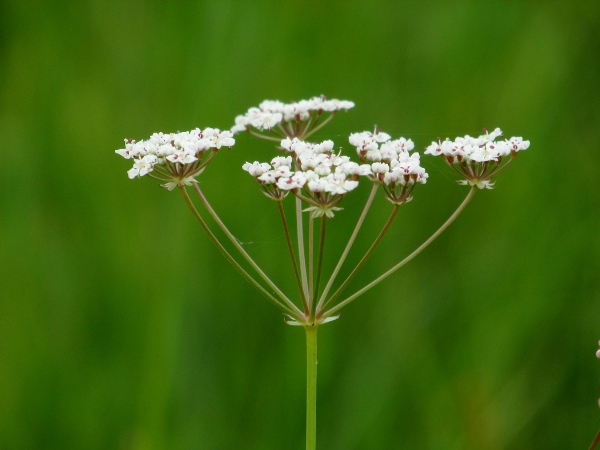 whorled caraway / Trocdaris verticillata