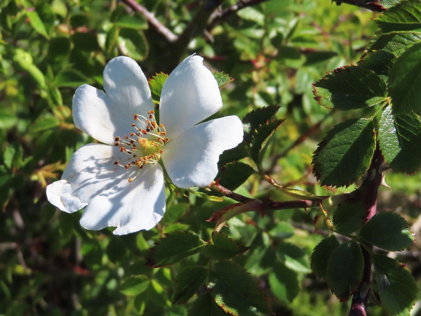 short-styled field rose / Rosa stylosa: _Rosa stylosa_ has its styles fused into a shorter column than that of _Rosa arvensis_, on top of the end of the hypanthium, which is distinctly conical.