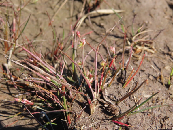 pygmy rush / Juncus pygmaeus: _Juncus pygmaeus_ is a diminutive annual rush of muddy ruts through coastal heath on the Lizard Peninsula (VC1); it has cylindrical leaves with a few internal struts.