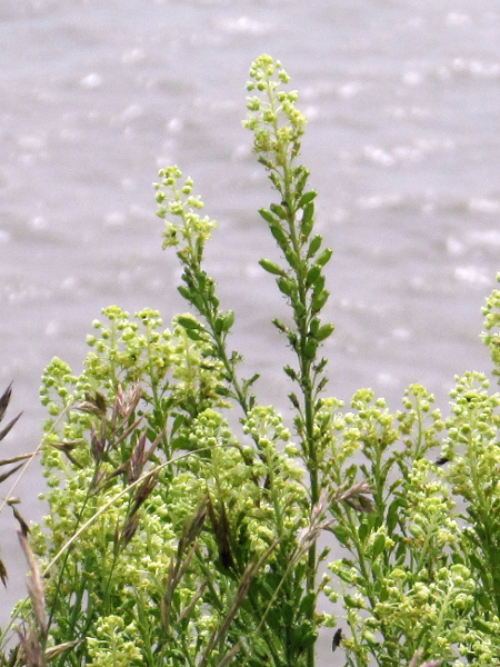 wild mignonette / Reseda lutea: The fruit of _Reseda lutea_ is an elongated capsule, quite unlike the stumpy capsule of _Reseda luteola_.