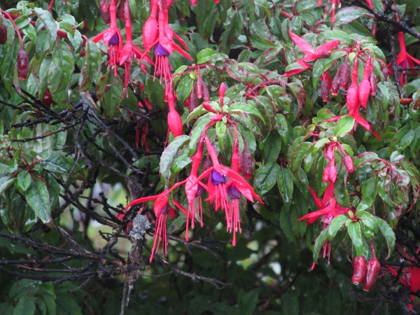 fuchsia / Fuchsia magellanica: The flowers of _Fuchsia magellanica_ are narrower than those of the cultivated _Fuchsia_ ’Corallina’.