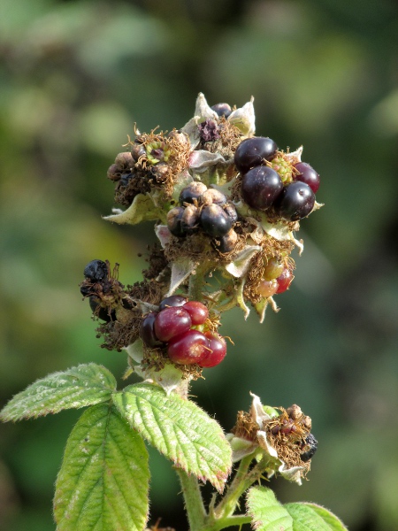 brambles / Rubus sect. Corylifolii: The fruits of _Rubus_ sect. _Corylifolii_ are made of up relatively few drupelets, and remain attached to the receptacle.
