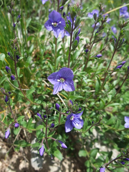 rock speedwell / Veronica fruticans: The flowers of _Veronica fruticans_ are blue with a white centre, and typically a thin red border between the two.