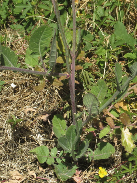 hoary mustard / Hirschfeldia incana: Although the upper parts of the plant are hairless, the stem of _Hirschfeldia incana_ has stiff white hairs towards the base.