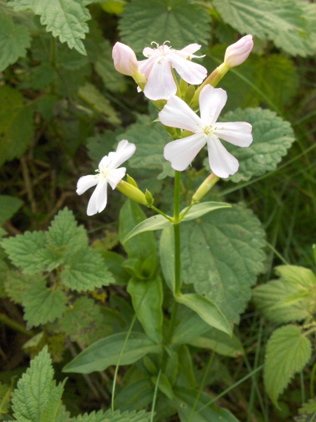 soapwort / Saponaria officinalis: _Saponaria officinalis_ is a plant with a long history of cultivation in the British Isles.