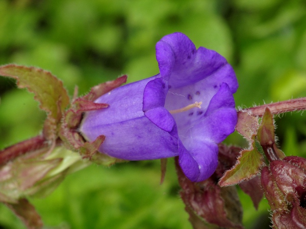 Canterbury bells / Campanula medium: _Campanula medium_ is a garden plant native to Italy and south-eastern France; it has reflexed lobes between the forward-pointing calyx lobes.