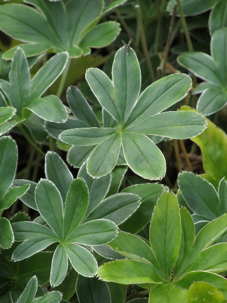 silver lady’s-mantle / Alchemilla conjuncta: _Alchemilla conjuncta_ is one of the easier _Alchemilla_ species to identify, with its deeply divided leaves, but not (almost) completely palmate like _Alchemilla alpina_.