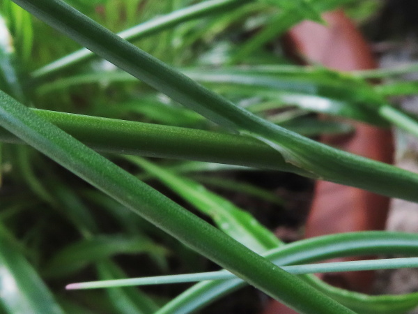 round-headed leek / Allium sphaerocephalon: The leaves of _Allium sphaerocephalon_ are round in cross-section.