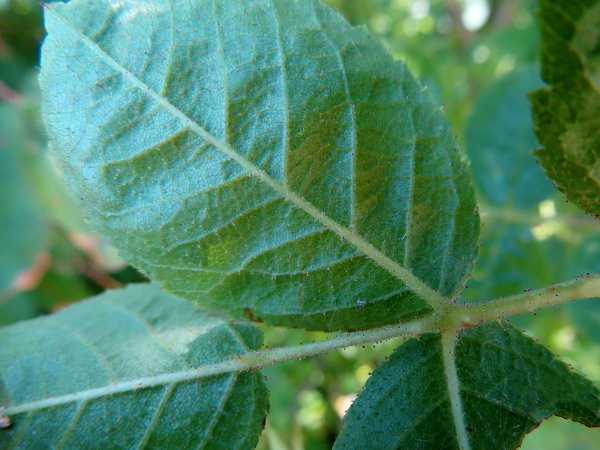 small-flowered sweet briar / Rosa micrantha: The leaflets of _Rosa micrantha_ are rounded at the base and have many sessile glandular hairs on the underside.