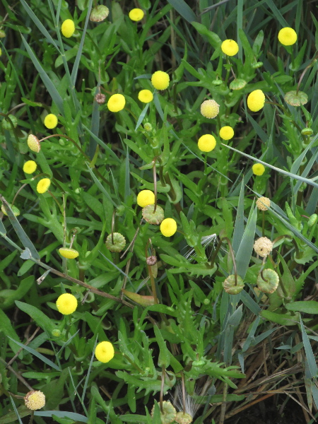 buttonweed / Cotula coronopifolia: _Cotula coronopifolia_ is a fleshy South African plant that has become naturalised in some marshy areas.