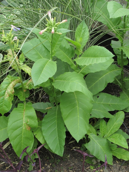 tobacco / Nicotiana tabacum: _Nicotiana tabacum_ is grown in order to smoke its leaves, and occasionally escapes into the wild.