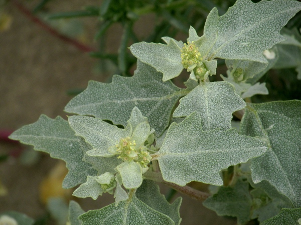 frosted orache / Atriplex laciniata: _Atriplex laciniata_ grows close to the strandline on beaches.