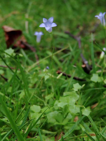 ivy-leaved bellflower / Wahlenbergia hederacea