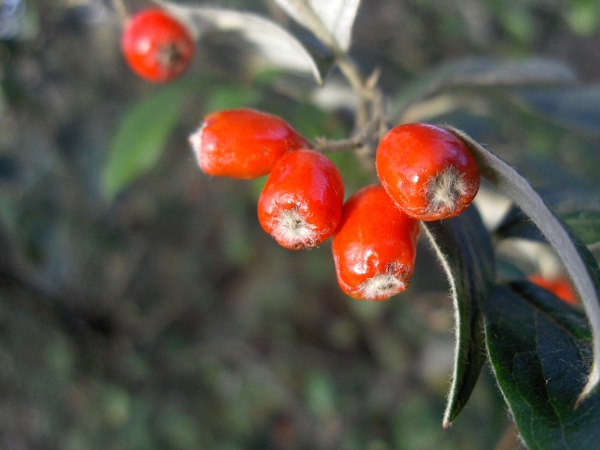 Stern’s cotoneaster / Cotoneaster sternianus: Fruits