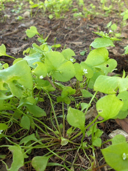 springbeauty / Claytonia perfoliata: _Claytonia perfoliata_ is native to western North America, where it is known as ‘miner’s lettuce’; it grows in disturbed sandy ground.