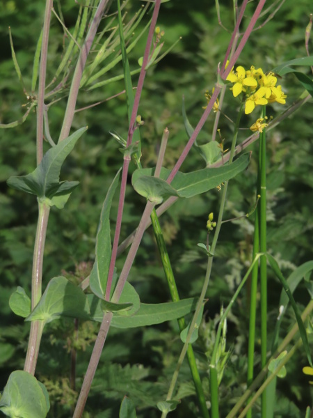 turnip / Brassica rapa: The sessile stem-leaves of _Brassica rapa_ have large auricles that clasp the stem.