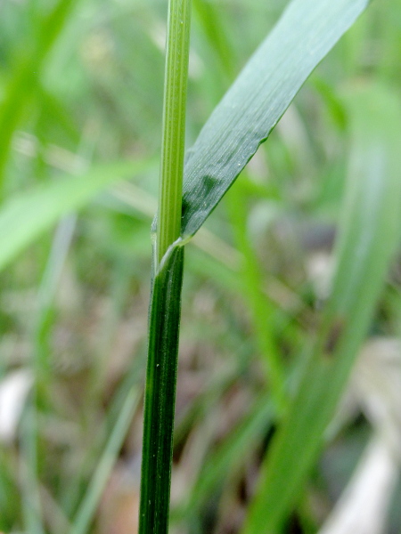 mountain melick / Melica nutans: The leaf-sheaths of _Melica nutans_ lack the pointed bristle seen in _Melica uniflora_.