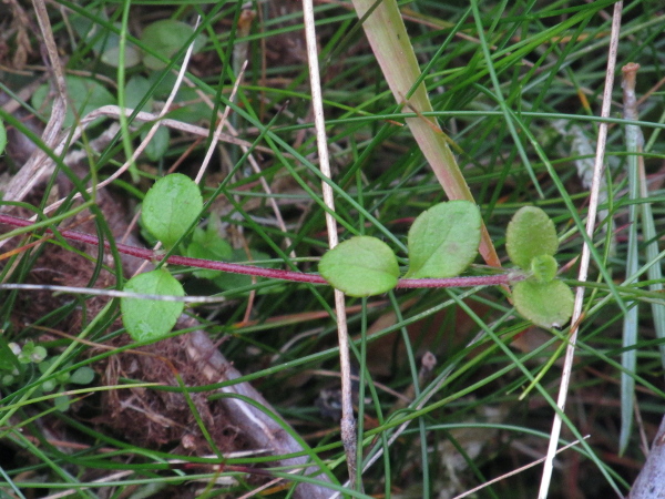 twinflower / Linnaea borealis: _Linnaea borealis_ is an <a href="aa.html">Arctic–Alpine</a> plant that creeps over the forest floor; it has paired bell-shaped flowers and round, slightly toothed leaves.