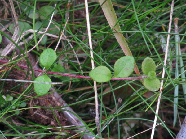 twinflower / Linnaea borealis: _Linnaea borealis_ is an <a href="aa.html">Arctic–Alpine</a> plant that creeps over the forest floor; it has paired bell-shaped flowers and round, slightly toothed leaves.