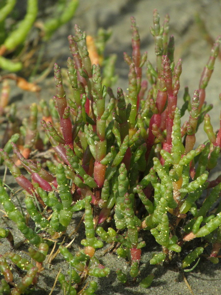 common glasswort / Salicornia europaea: _Salicornia europaea_ is our most abundant and widespread glasswort; the yellow specks are the anthers on this flowering specimen.