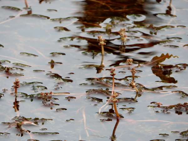 curled potamogeton / Potamogeton crispus: The flowers of _Potamogeton crispus_ are raised above the water’s surface.