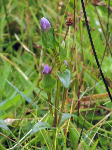 field gentian / Gentianella campestris: Although other _Gentianella_ species sometimes have 4-parted flowers, _Gentianella campestris_ is distinctive in having 2 enormous sepals concealing 2 tiny ones.