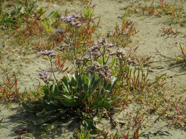 common sea-lavender / Limonium vulgare: _Limonium vulgare_ is the commonest and most widespread of our sea-lavender species.