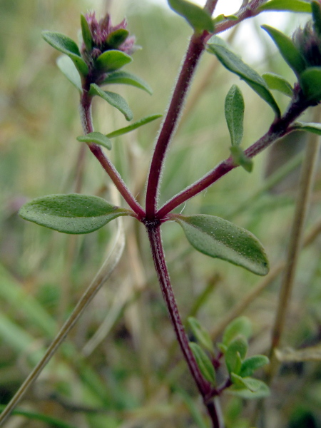 large thyme / Thymus pulegioides: In the lower parts of the stem of _Thymus pulegioides_, the hairs are almost all found along the 4 angles.