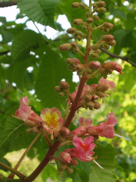 red horse-chestnut / Aesculus carnea