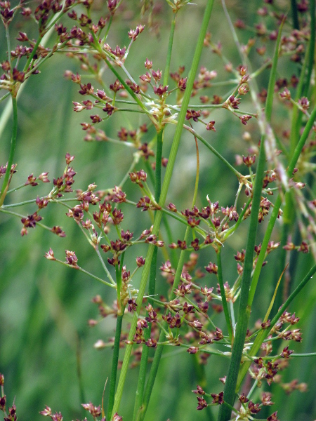 sharp-flowered rush / Juncus acutiflorus: _Juncus acutiflorus_ has the septate, cylindrical (or oval) leaves of _Juncus articulatus_, but its inflorescences branch nearer to 90°, and the flowers are a paler, often greenish, brown.