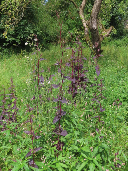 garden orache / Atriplex hortensis: _Atriplex hortensis_ used to be cultivated as a vegetable, but is now more prized for its deep maroon leaves; it often occurs as a throw-out or bird-seed alien.