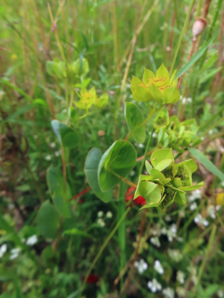 thorow-wax / Bupleurum rotundifolium: _Bupleurum rotundifolium_ was once a common arable weed, but is now extremely rare; its inflorescences are cupped by large bracteoles.