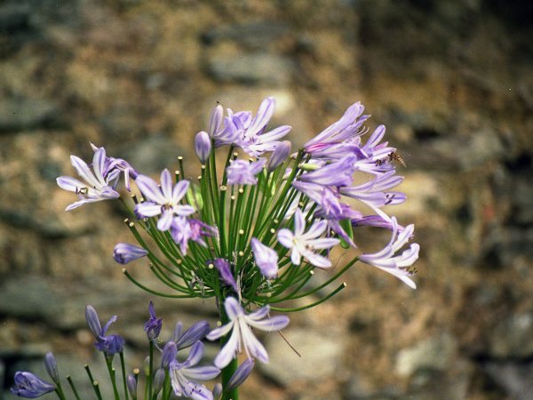 African lily / Agapanthus praecox: _Agapanthus praecox_ is a garden plant of South African origin, with dense umbels of slightly zygomorphic blue flowers.