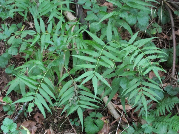 Chinese sorbaria / Sorbaria kirilowii: _Sorbaria kirilowii_ has pinnate leaves with 2 thread-like stipules at the base.