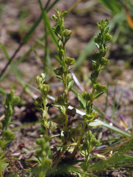 thyme-leaved speedwell / Veronica serpyllifolia: The fruiting capsules of _Veronica serpyllifolia_ are wider than long, and borne on short pedicels.