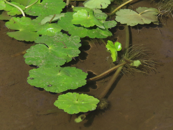 floating pennywort / Hydrocotyle ranunculoides: _Hydrocotyle ranunculoides_ has shiny leaves, much larger than those of _H. vulgaris_, and not peltate.