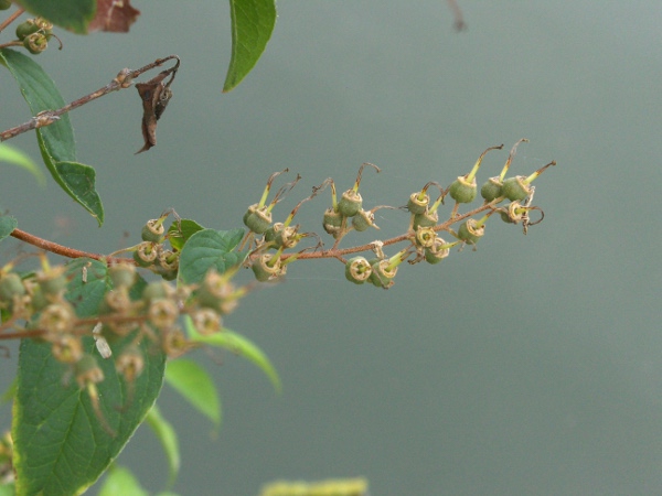 deutzia / Deutzia scabra: In fruit