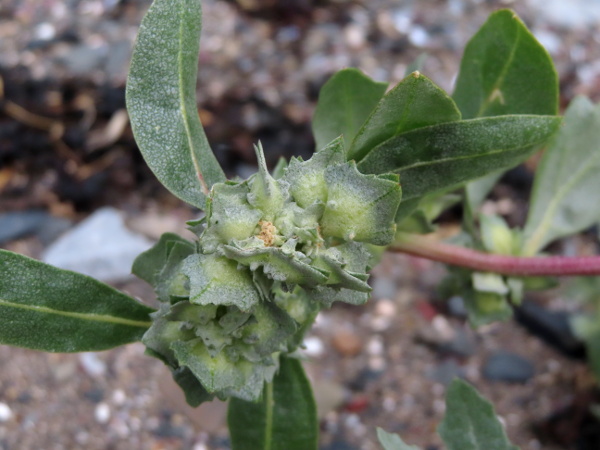 frosted orache / Atriplex laciniata