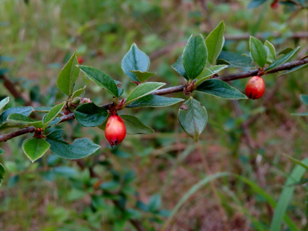 Himalayan cotoneaster / Cotoneaster simonsii