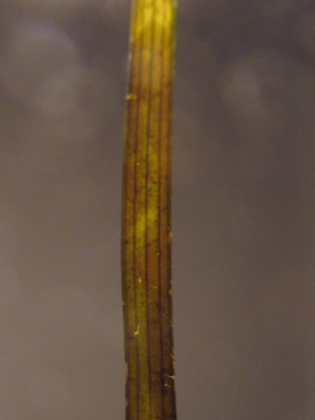 eelgrass / Zostera marina: _Zostera marina_ has broader leaves than _Zostera noltei_, with at least 5 main veins.