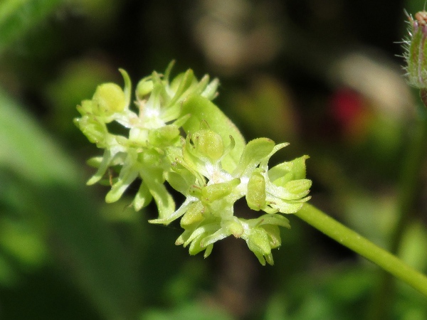 common corn-salad / Valerianella locusta: The fruits of _Valerianella locusta_ are twice as wide as they are thick, with only a shallow groove.